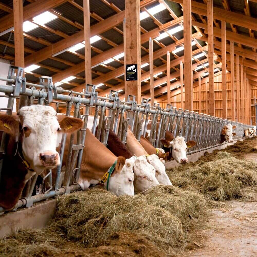 Kuhstallplanung - moderner Rinderstall für Milchvieh & Co. im deutschsprachigen Raum