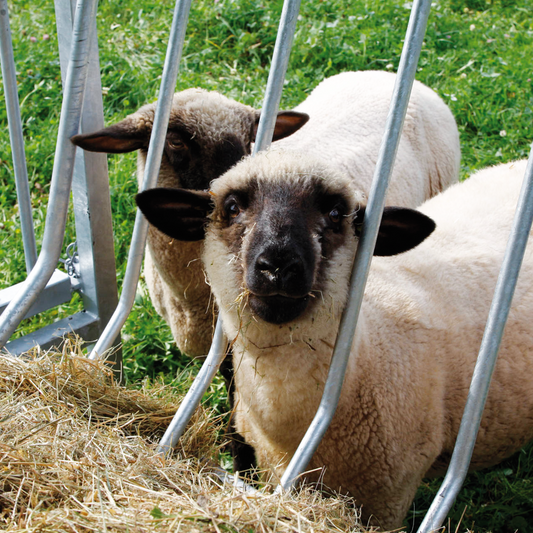 Schafstall bauen und einrichten: Der große Ratgeber für tiergerechte Haltung
