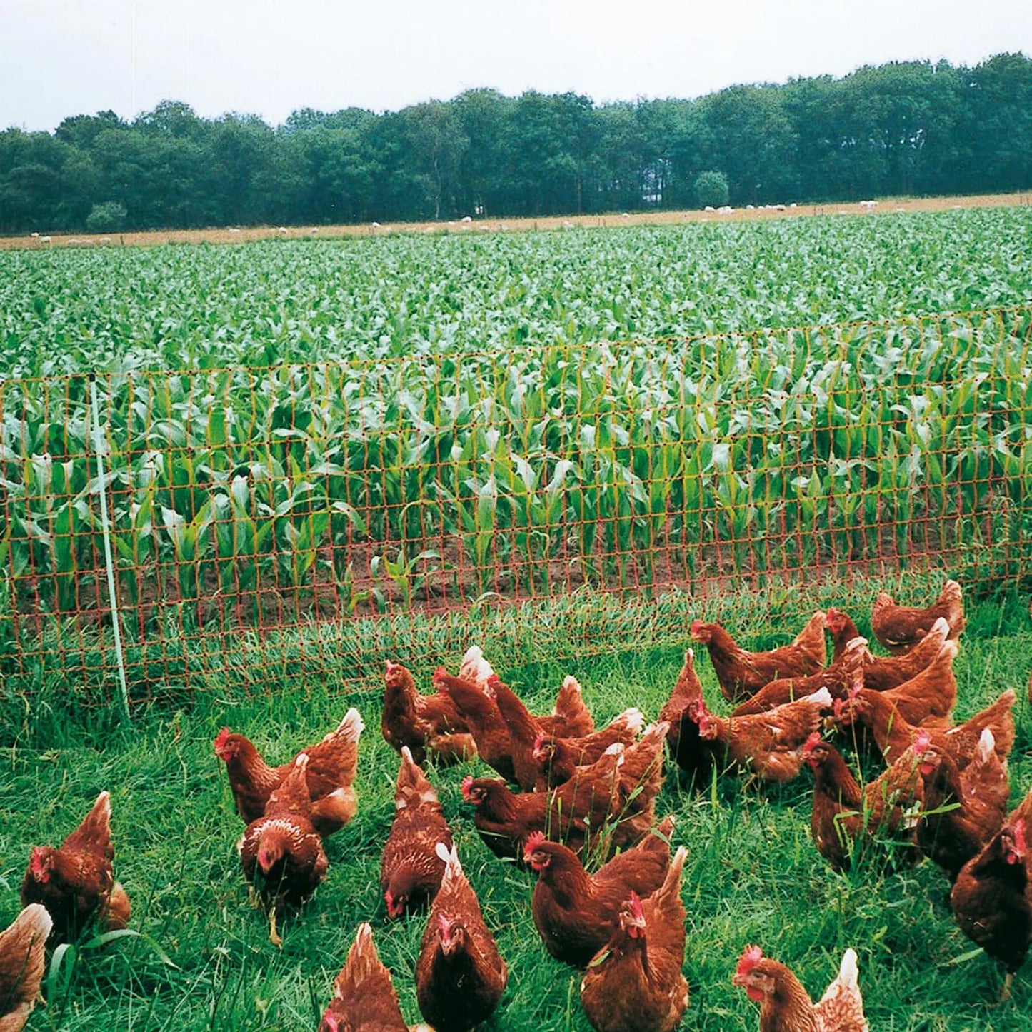 Geflügelnetz, orange 112/1-15/G-50 m