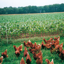 Geflügelnetz, orange 112/1-15/G-50 m