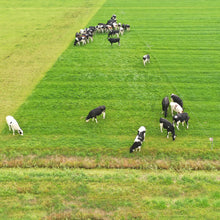 Gallagher Zaunspinne 5 Stück