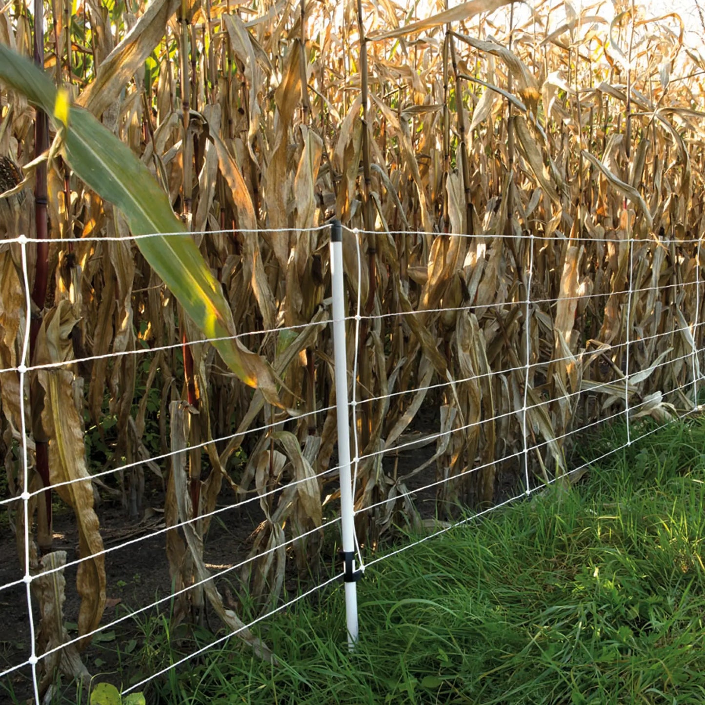 Wildschwein Netz, 75/1-14/W-50 m