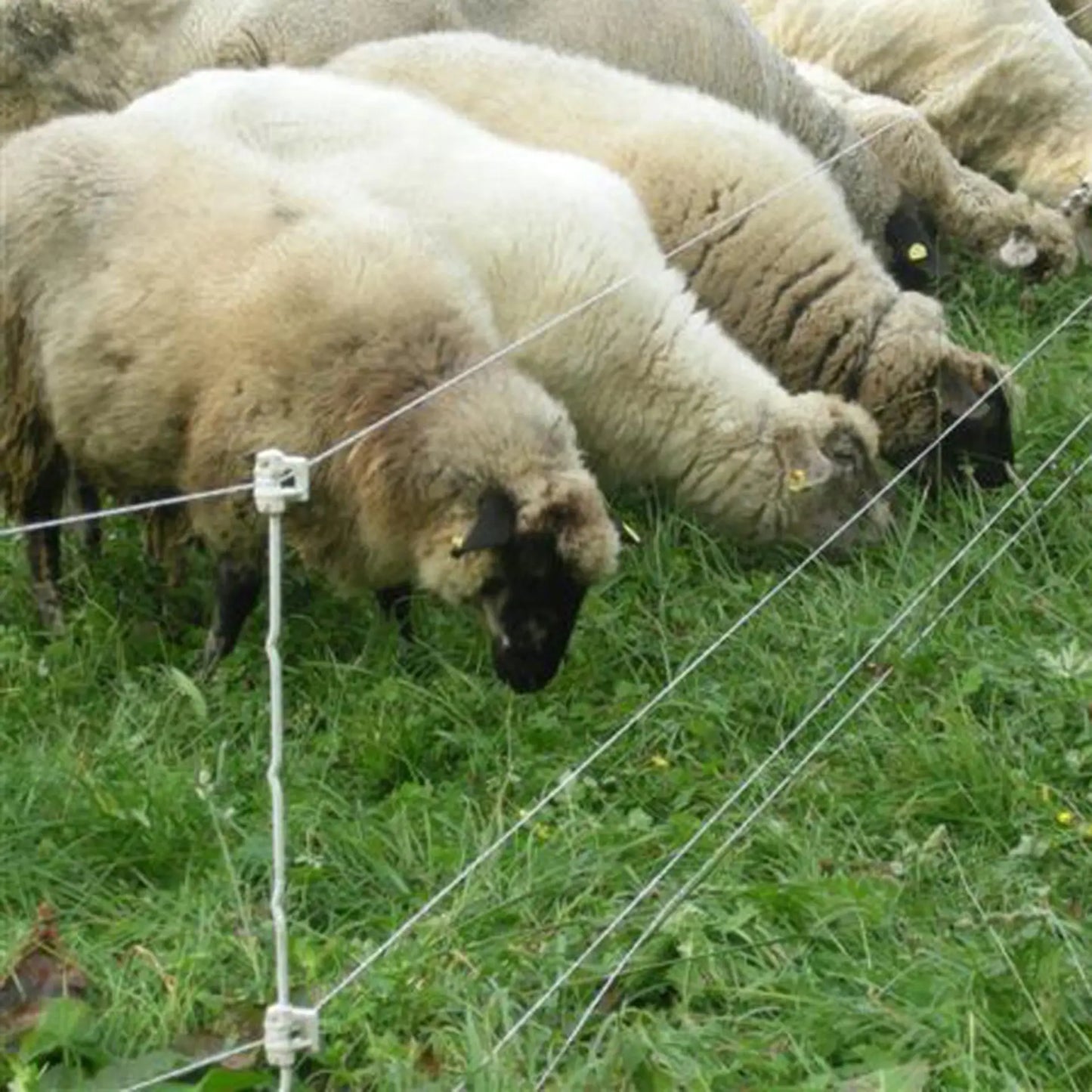 Mehrdraht Quattro Pfahl 1,00 m 10 Stück