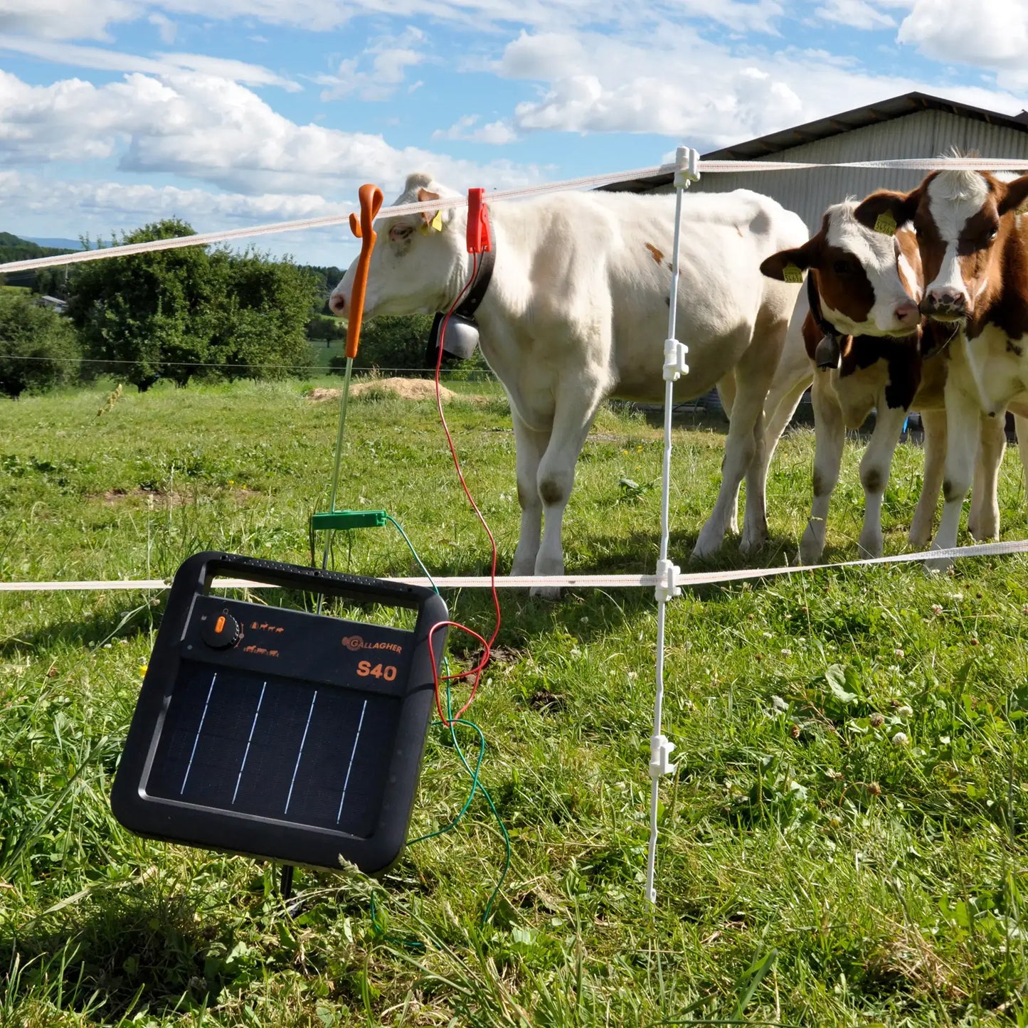 Mehrdraht Quattro Pfahl 1,00 m 10 Stück