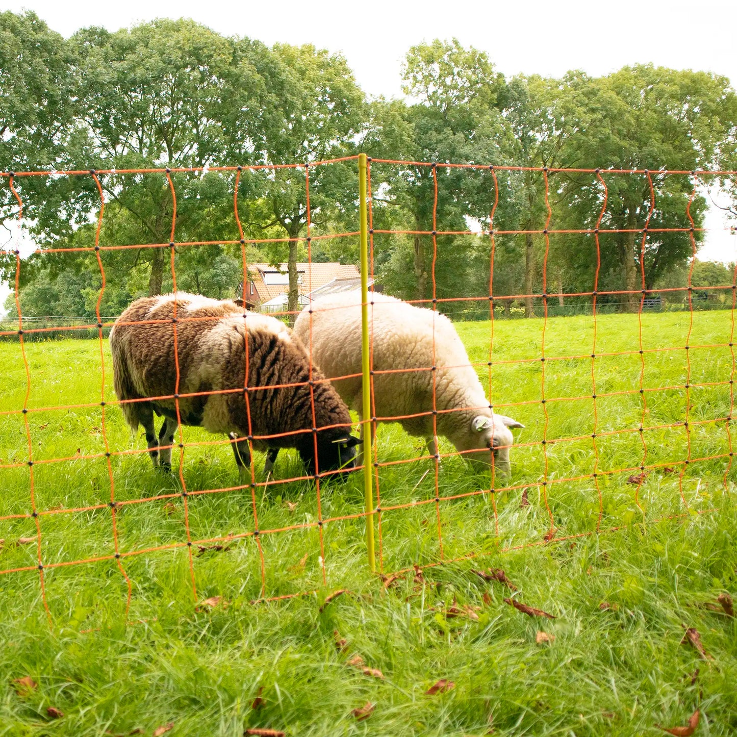 Schafnetz, orange 90/2-14/G-50m
