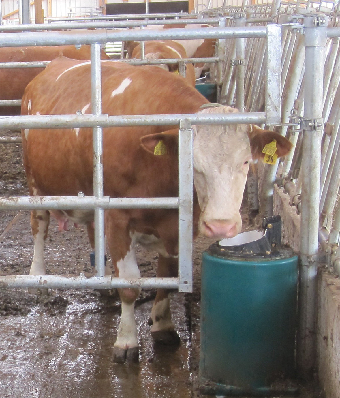 Zungenventil-Becken Modell 41A