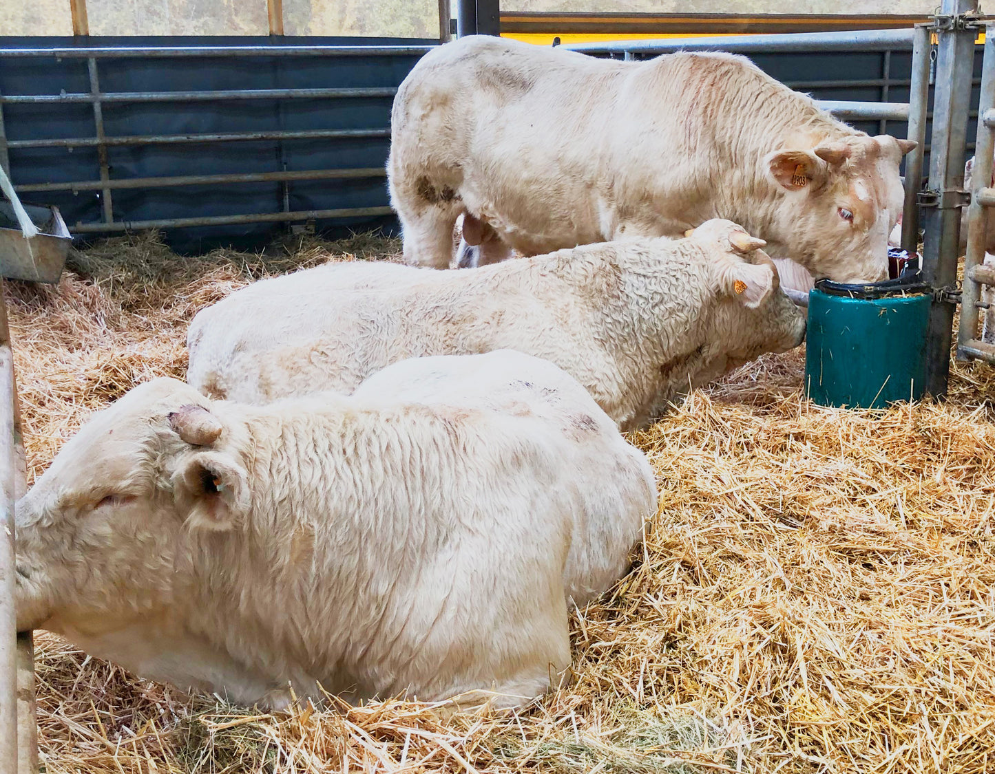 Zungenventil-Becken Modell 41A