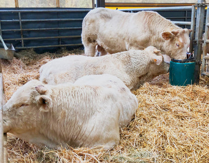 Zungenventil-Becken Modell 41A