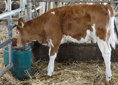 Tränkebecken Mod. 43 A-SIBIRIA mit Überhitzungsschutz-Thermostat heizbar, 24 Volt, 180 Watt