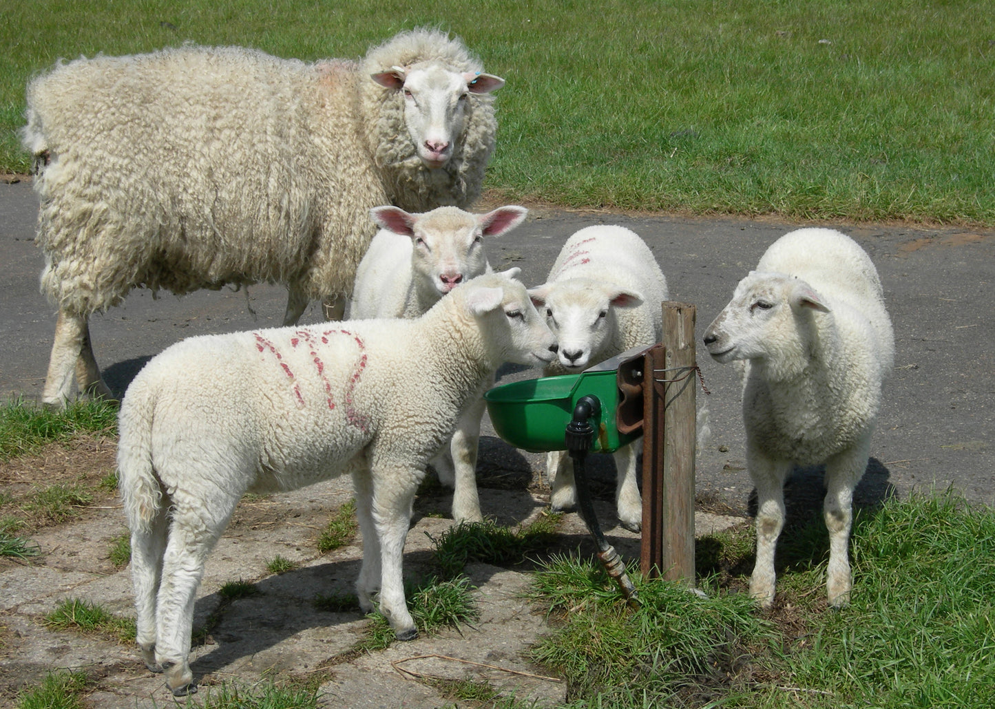 Schwimmerventil-Becken Modell 130P