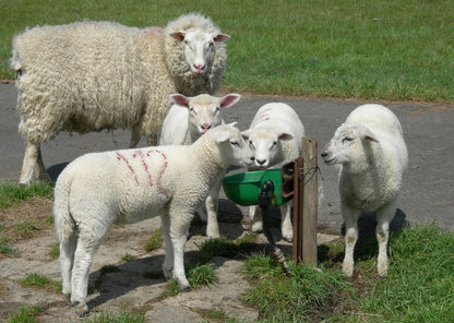 Schwimmerventil-Becken Modell 130P