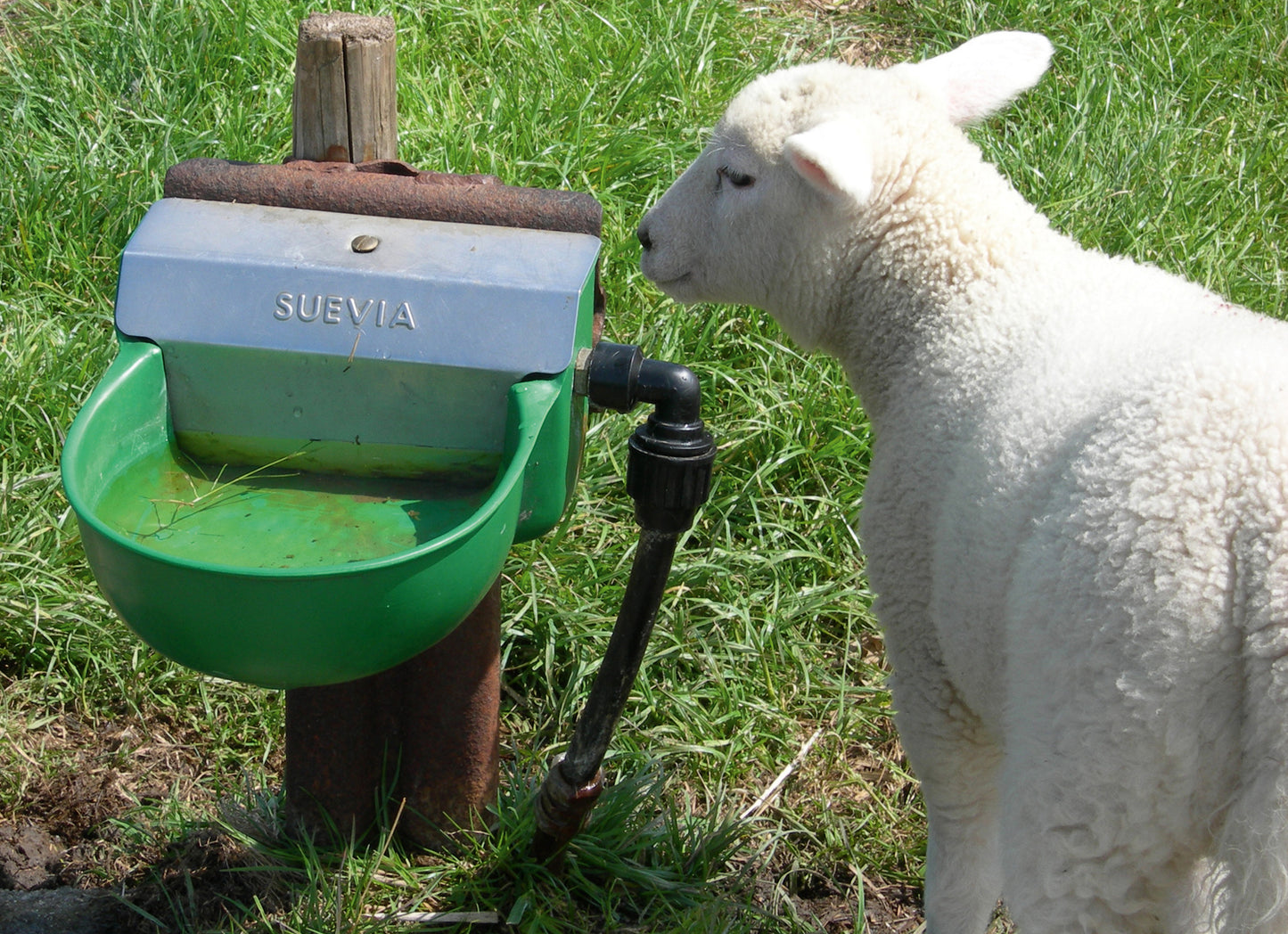 Schwimmerventil-Becken Modell 130P