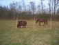 Euro-Netz Mustang 145/2 50m mit engen Maschen
