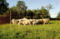 Euro-Netz Wolfsnetz JUMBO 106/2 Wildverbiss