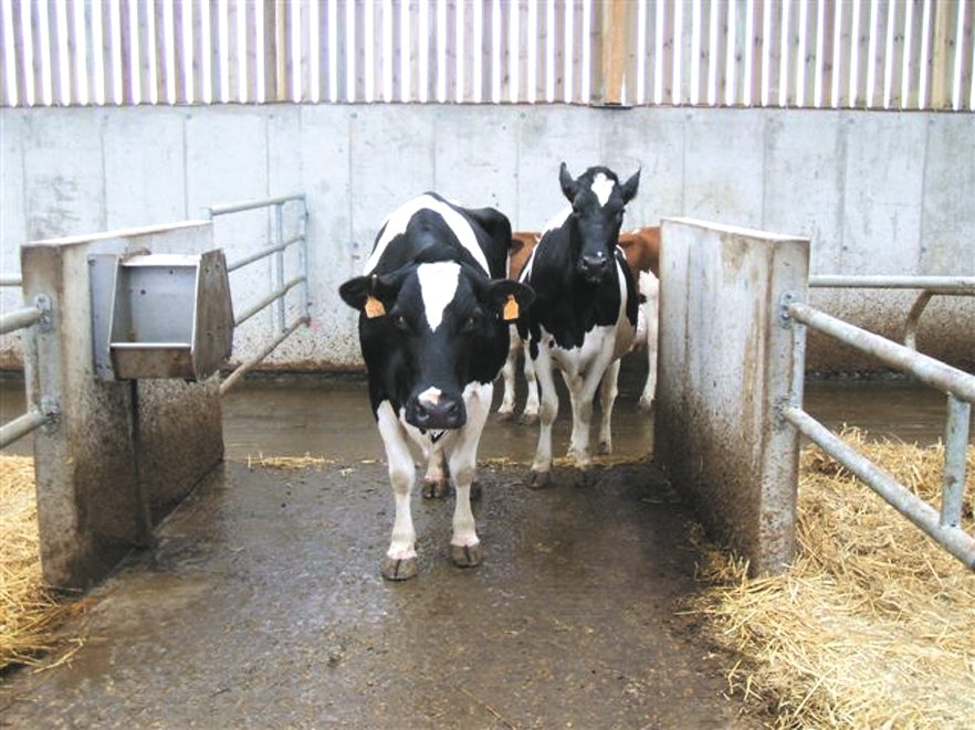 Trogtränke mit Schwimmerventil