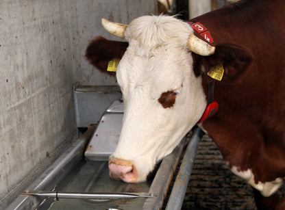 Flachschwenk-Trog, Wandmontage