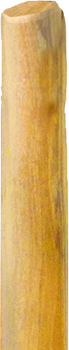 Robinienpfahl, Natur