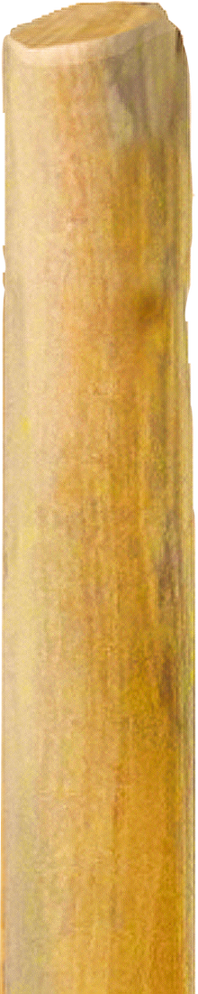 Robinienpfahl, Natur