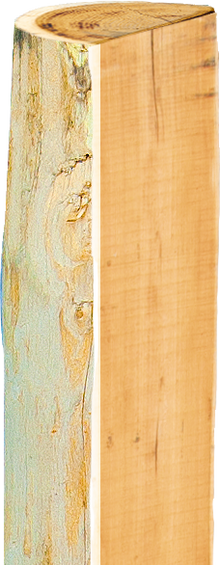 Robinienpfahl, halbiert