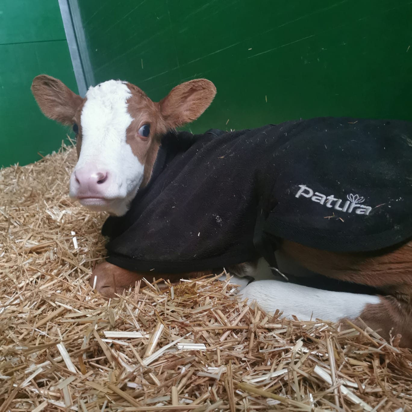 PATURA Kälberdecke Fleece