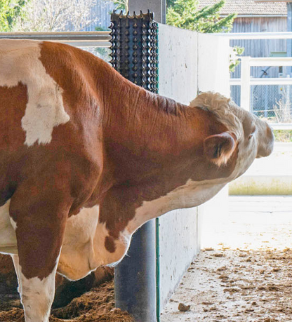 PATURA Kratzmatte inkl. Montagematerial und Karton