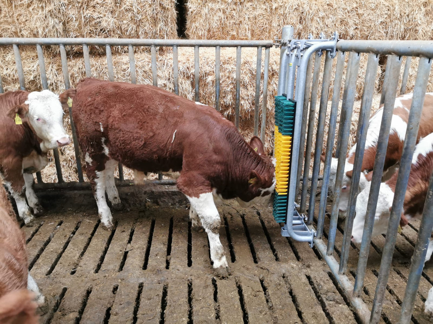 Gefederte Bürste mit Schutzrahmen