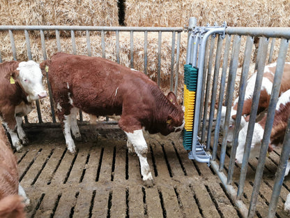 Gefederte Bürste mit Schutzrahmen