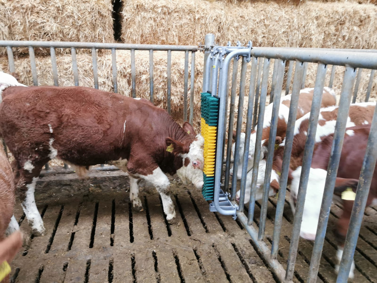 Gefederte Bürste mit Schutzrahmen