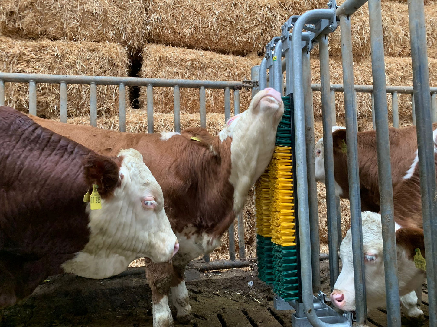 Gefederte Bürste mit Schutzrahmen