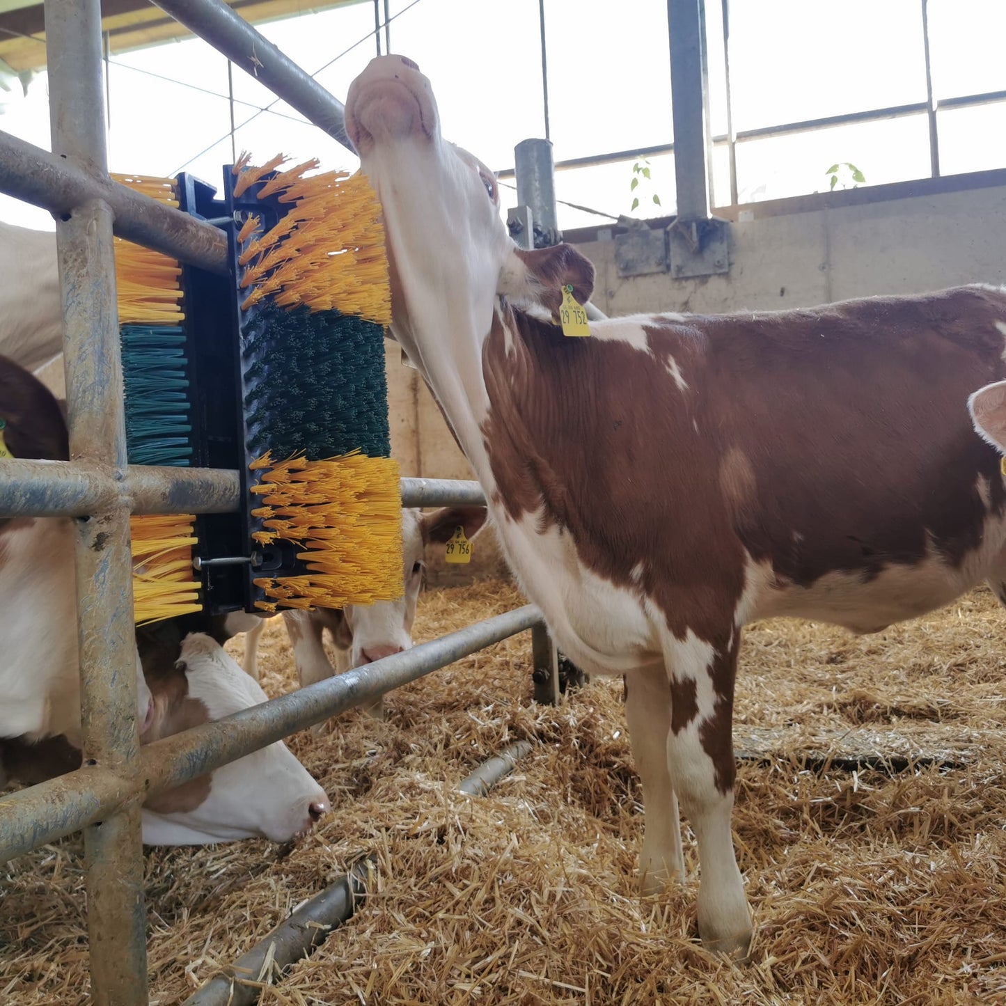 Kratzbürste Multifix für Wand- und Pfostenmontage 50 x 30 cm