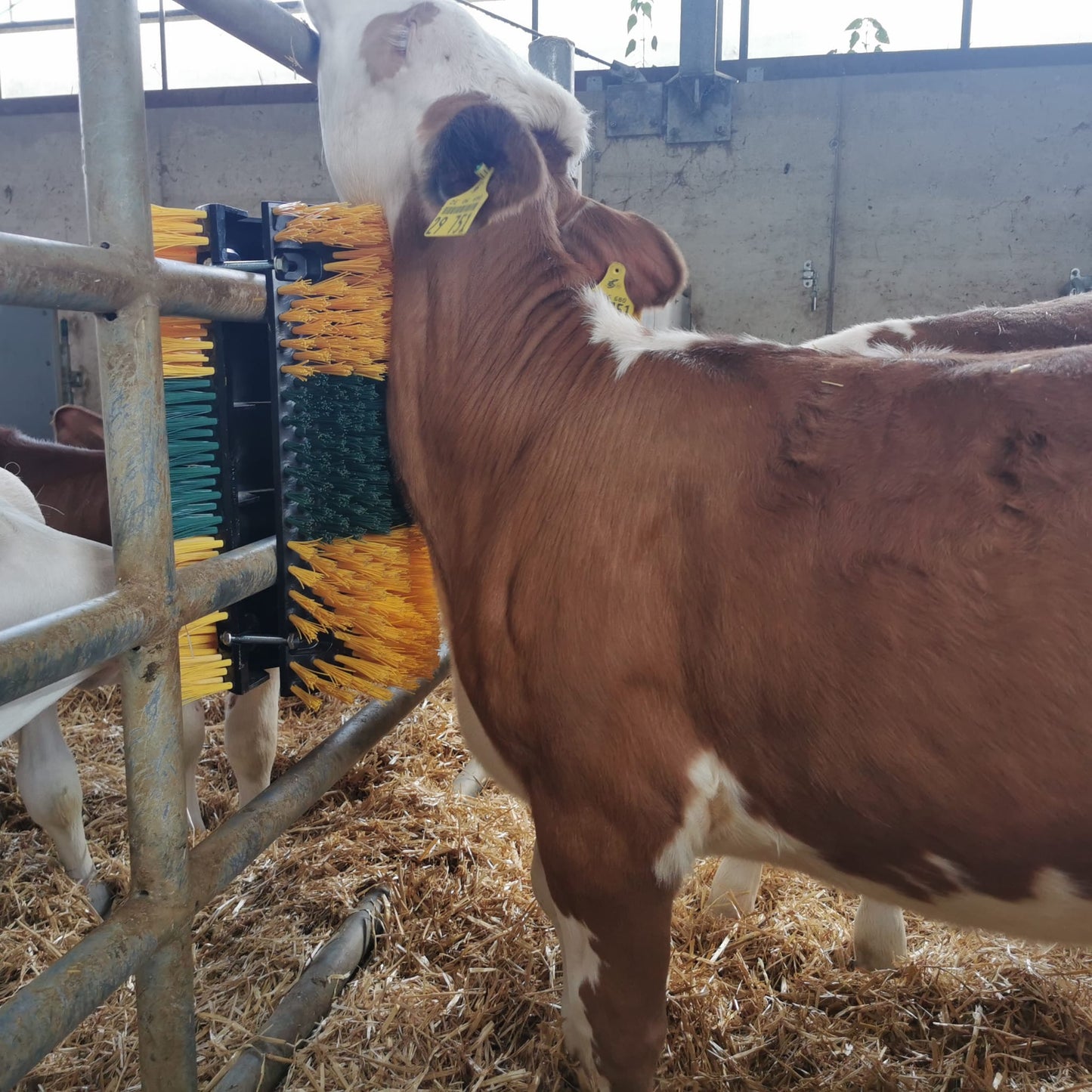 Kratzbürste Multifix für Wand- und Pfostenmontage 50 x 30 cm