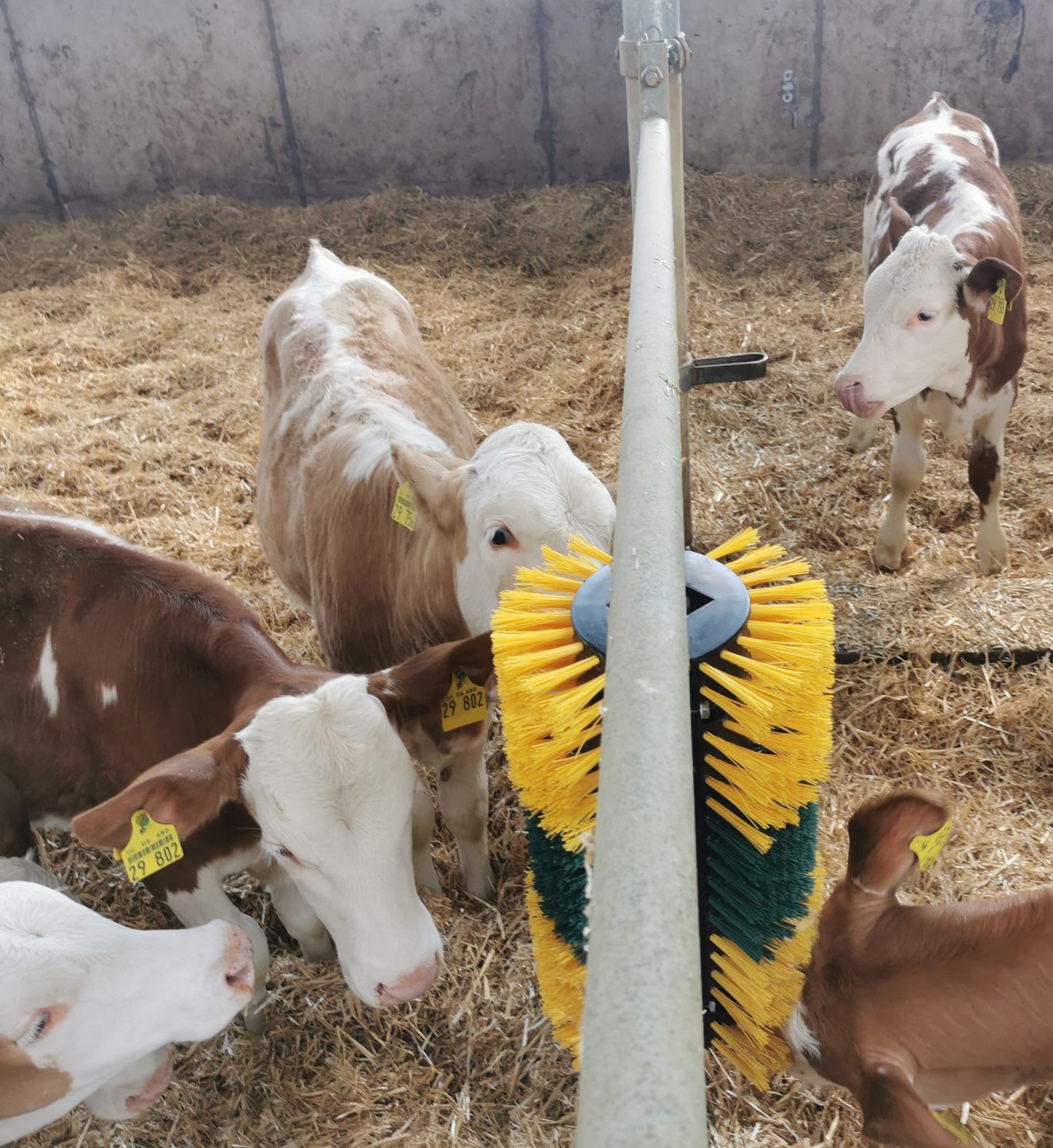 Kratzbürste Multifix für Wand- und Pfostenmontage 50 x 30 cm