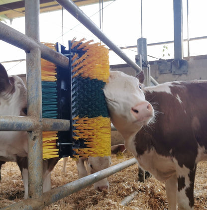 Kratzbürste Multifix für Wand- und Pfostenmontage 50 x 30 cm