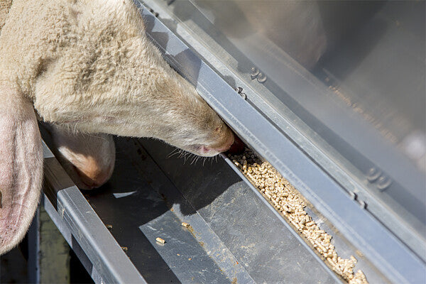 Futterautomat für Lämmer