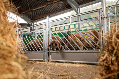 Selbstschließendes Fressgitter für Schafe, Höhe 1,00 m
