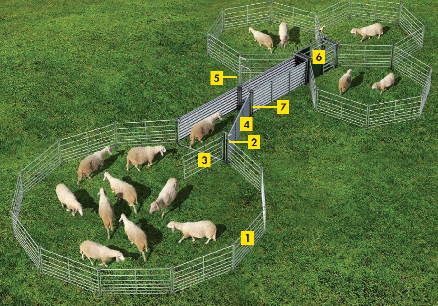 Sortierstand zum Fangen, Behandeln und Sortieren von Schafen - Komplettset