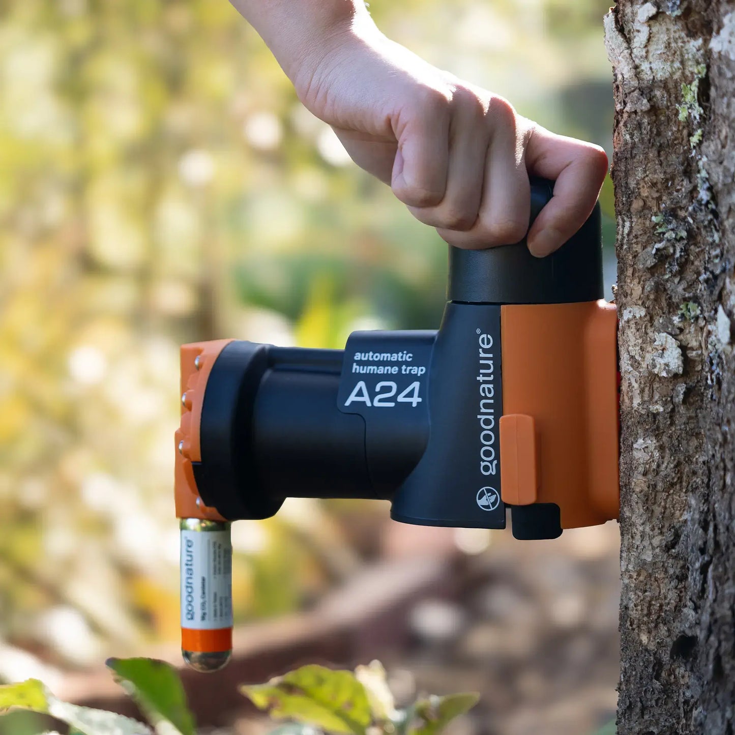 Ratten- und Mausefalle A24 giftfrei, STARTERSET von Goodnature