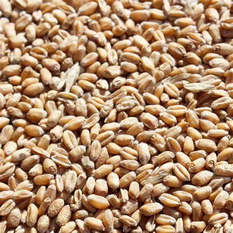 Höveler Weizen 25 kg