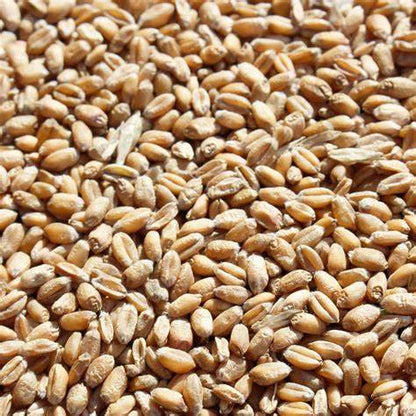 Höveler Weizen 25 kg