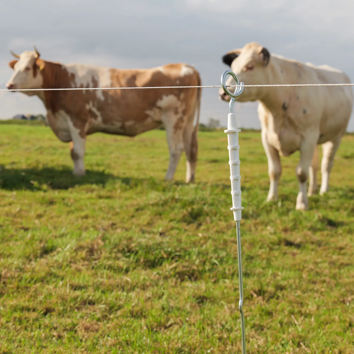 Elektrifizierter Ringtop-Pfahl 10 Stück