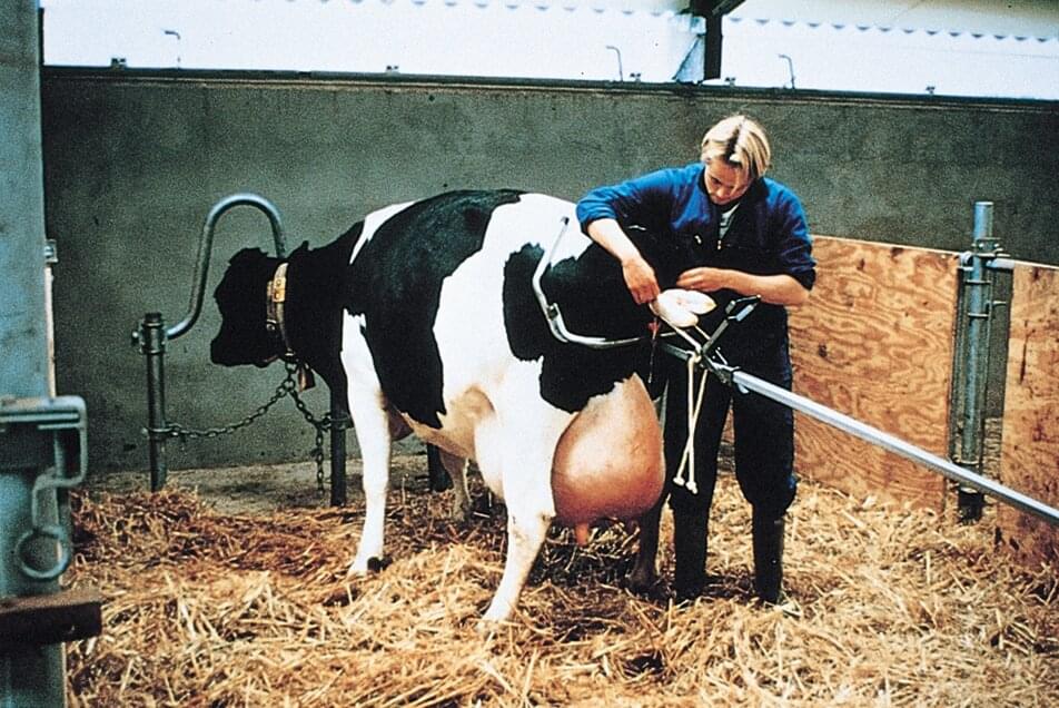 VINK Geburtshelfer für Milchkühe | Zugleistung 300 kg