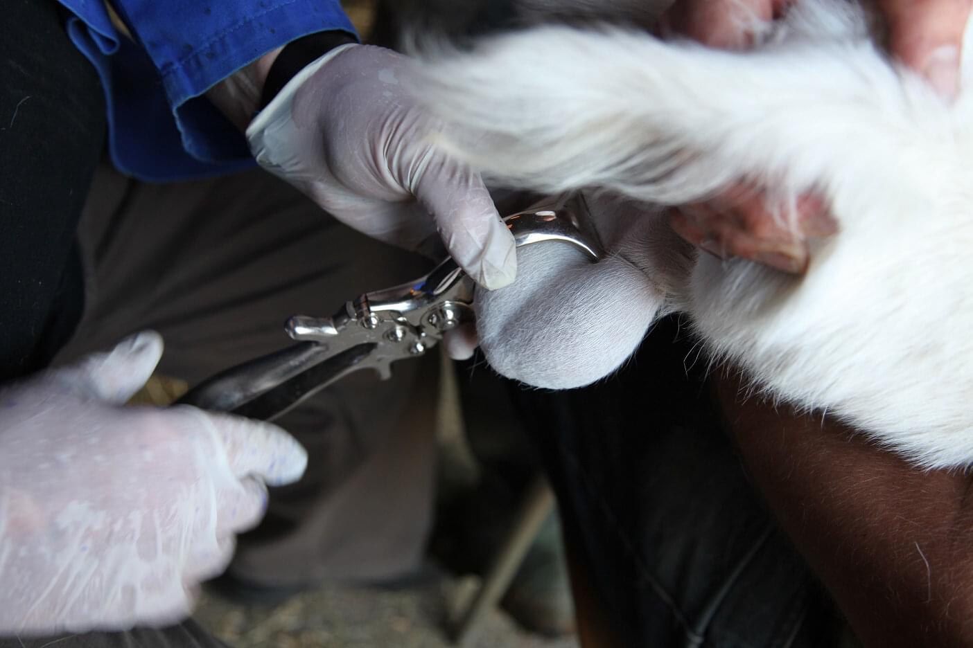 KAMER Kastrationszange | mit Gelenk und Arretierung (40 cm)