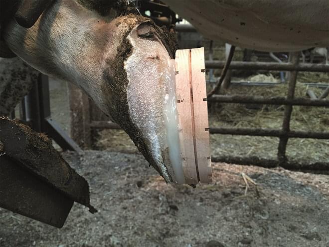 Septicare Holzklotz Klauenbehandlung