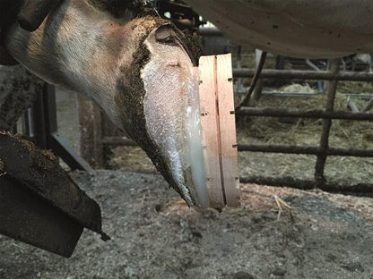 Septicare Holzklotz Klauenbehandlung