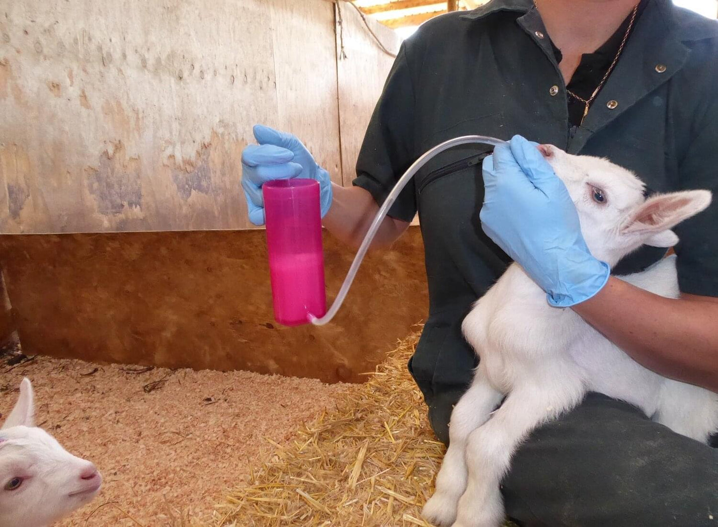 ANTAHI Trusti Feeder Drencher für Lämmer (240 ml) | pink