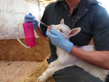 ANTAHI Trusti Feeder Drencher für Lämmer (240 ml) | pink