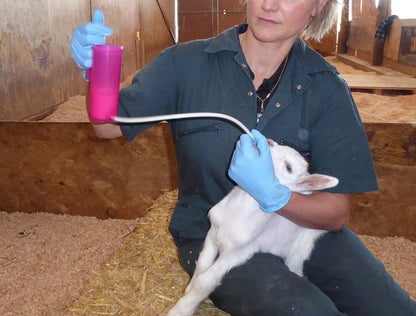 ANTAHI Trusti Feeder Drencher für Lämmer (240 ml) | pink