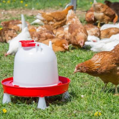 Kunststoff Geflügeltränke COMBO | mit Bajonettverschluss | rot | (6 L)