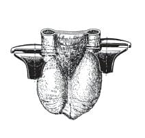 KAMER Kastrationszange | mit Gelenk und Arretierung (34 cm)