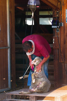 Heiniger Schuranlage ONE | Eintourig | Wormantrieb